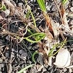 Allium cernuum Leaf