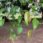 Ficus abutilifolia Hoja