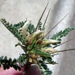 Astragalus greuteri Flor