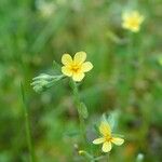 Helianthemum salicifolium Virág