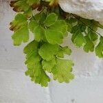 Adiantum capillus-veneris Hoja