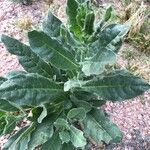 Nicotiana quadrivalvisFuelha