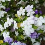 Brunfelsia unifloraЦветок