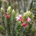 Metrosideros oreomyrtus Flower