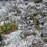 Fitzroya cupressoides Yeri