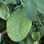 Phytolacca esculenta Hoja