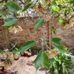 Acer buergerianum Blad