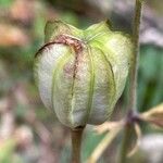 Lilium martagonFruit