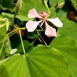 Bauhinia monandra Облик