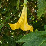 Brugmansia × candida Blüte