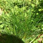 Festuca heterophylla Blatt