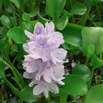 Pontederia crassipes Цвят
