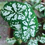 Caladium humboldtii List