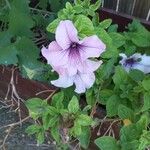 Petunia × atkinsiana Flower