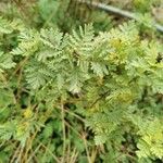 Artemisia annua 葉