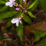 Cardamine bulbifera फूल