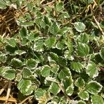 Coleus madagascariensis Leaf