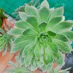 Aeonium lancerottense Blatt