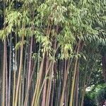 Phyllostachys reticulata Leht