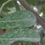 Sophora tomentosa Hoja