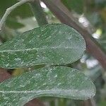 Sophora tomentosa Leaf