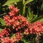 Penthorum sedoides Flower