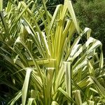 Pandanus tectorius 葉