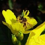 Oenothera pilosella Floro