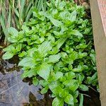 Veronica beccabunga Habit