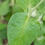 Melampyrum nemorosum Blad