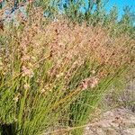 Schoenoplectus californicus Агульны выгляд