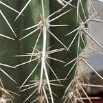 Pachycereus pecten-aboriginum Hoja