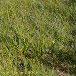 Scutellaria hastifolia Hábito