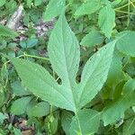 Ambrosia trifida Blatt