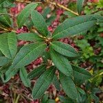 Rhododendron ferrugineum Lapas