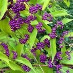 Callicarpa americana ഫലം