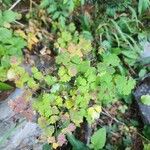 Thalictrum fendleri Leaf