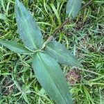 Commelina diffusa Hoja