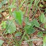 Hieracium murorum Leaf