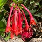 Fuchsia triphylla 花