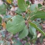 Arctostaphylos patula Leaf