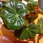 Begonia hydrocotylifolia Ліст