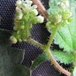 Laportea aestuans Fruit