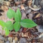 Macrotyloma axillare Leaf