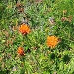 Crepis aurea പുഷ്പം