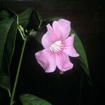 Cydista aequinoctialis Flower