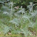 Cynara algarbiensis Habit