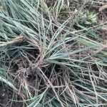 Carex flaccaЛіст