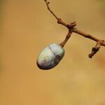 Pachylobus pubescens Frukto
