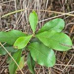 Euclea divinorum Leaf
